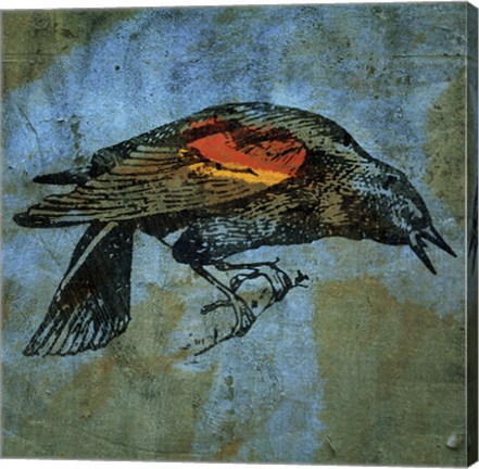 Framed Redwing Blackbird Print