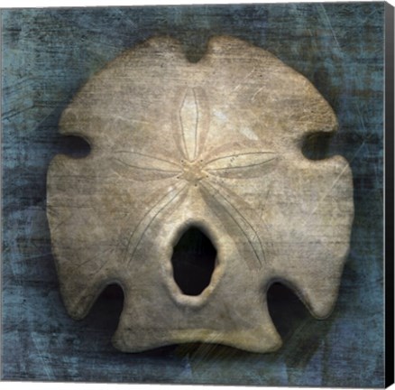 Framed Arrowhead Sand Dollar Print