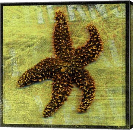Framed Brown Starfish Print