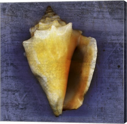 Framed Fighting Conch Print