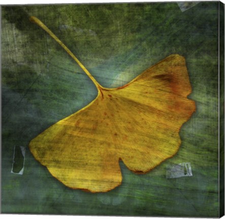 Framed Gingko 3 Print