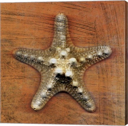 Framed Armored Starfish Print