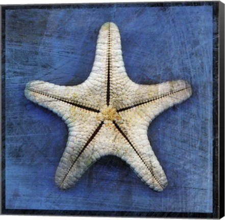 Framed Armored Starfish Underside Print