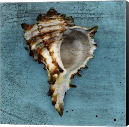 Framed Horned Whelk Print