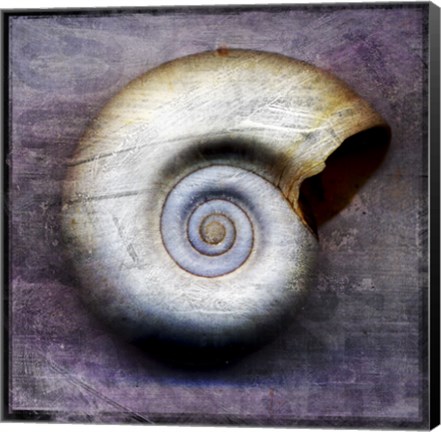 Framed Moon Snail Print