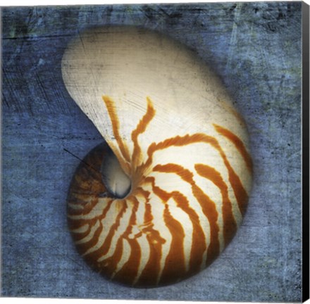 Framed Nautilus Print
