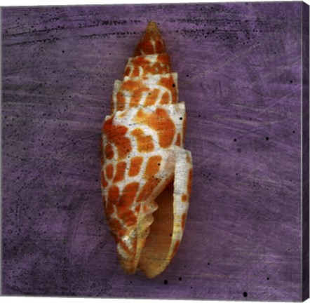 Framed Orange Shell Print
