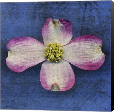 Framed Pink Dogwood Print