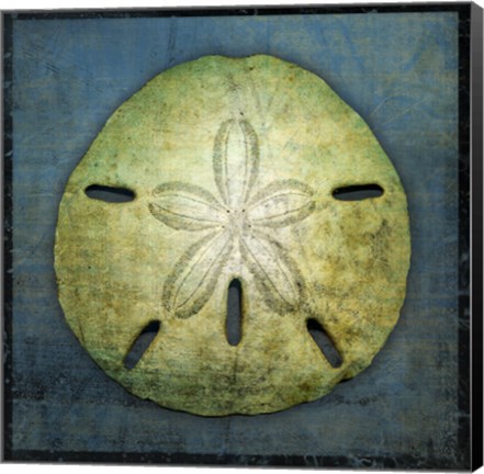 Framed Sand Dollar Print
