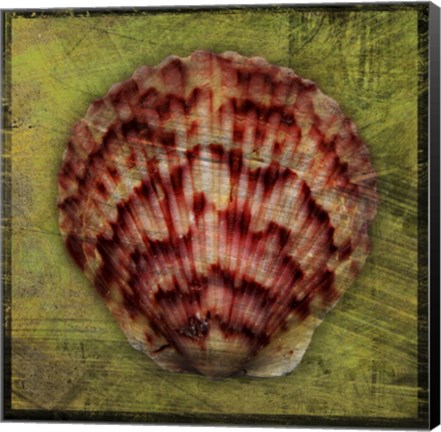 Framed Scallop Print