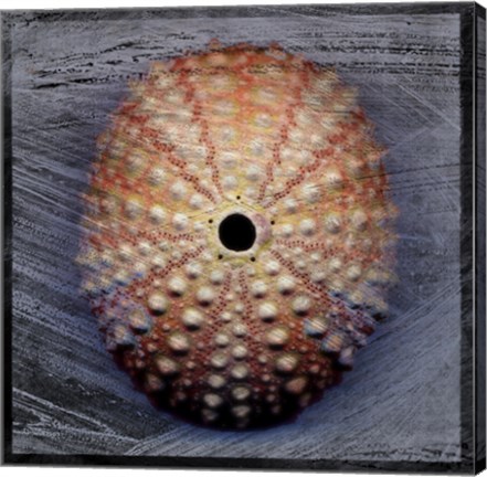 Framed Sea Urchin 1 Print