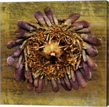 Framed Sea Urchin 2 Print