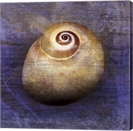 Framed Shark Eye 1 Print