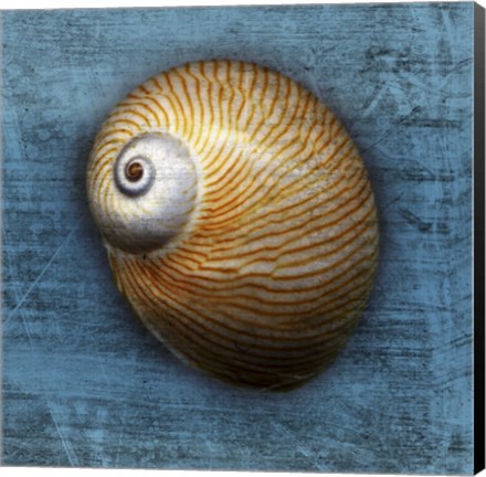 Framed Shark Eye 2 Print
