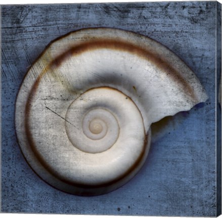 Framed Snail Print