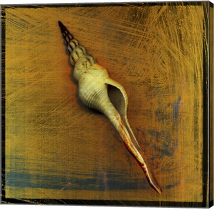 Framed Spiral Shell Print