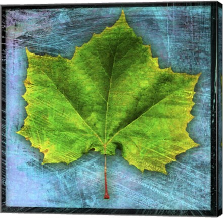 Framed Sycamore Print