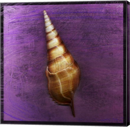 Framed Tibia Shell Print