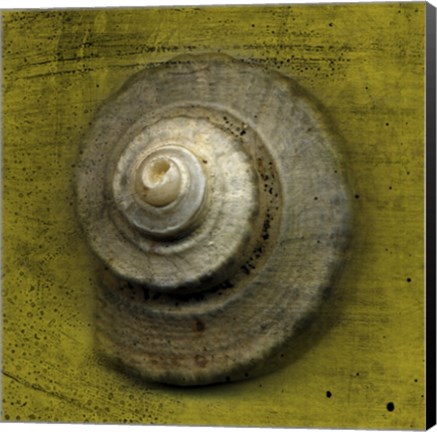 Framed Whelk Crown Print