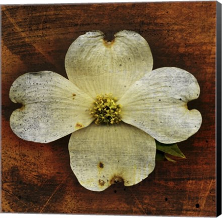 Framed White Dogwood Print