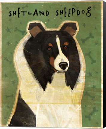 Framed Shetland Sheepdog - Tri-Color Print