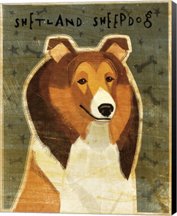 Framed Shetland Sheepdog Print