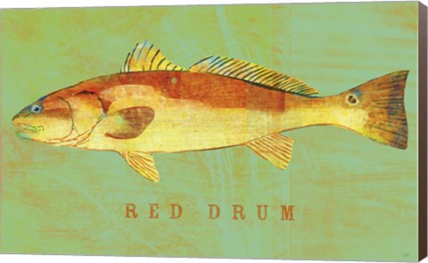 Framed Red Drum Print