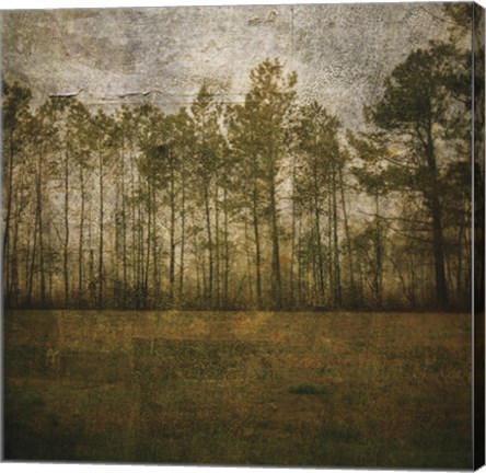 Framed Line of Pines Print