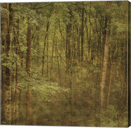 Framed Fog in Mountain Trees Print