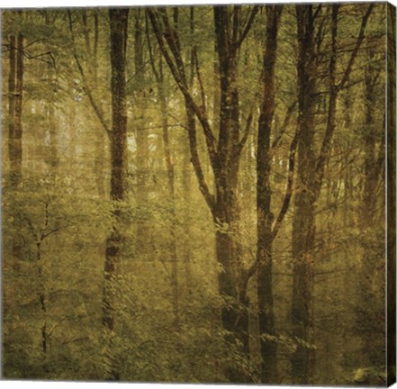 Framed Fog in Mountain Trees No. 2 Print