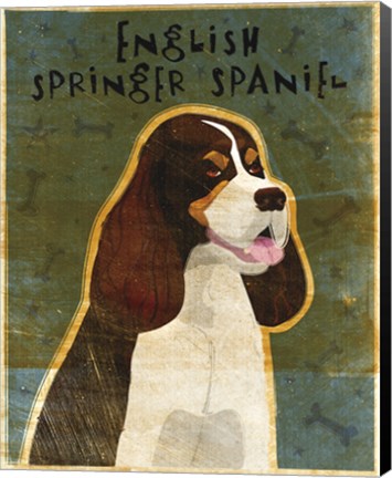 Framed English Springer Spaniel (tri-color) Print
