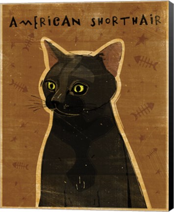 Framed American Shorthair Print