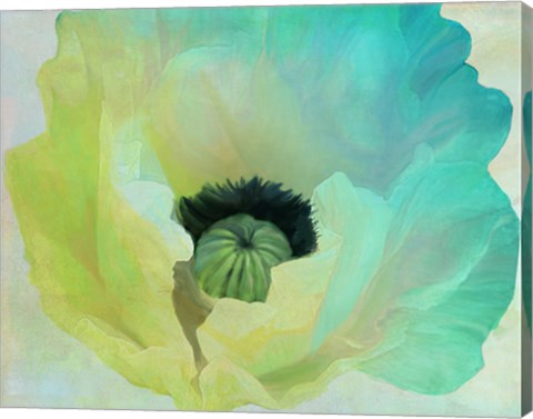 Framed Poppy Gradient I Print