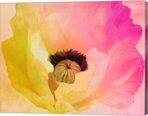 Framed Poppy Gradient II Print