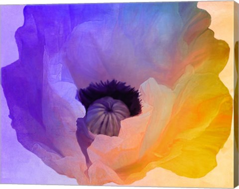 Framed Poppy Gradient III Print