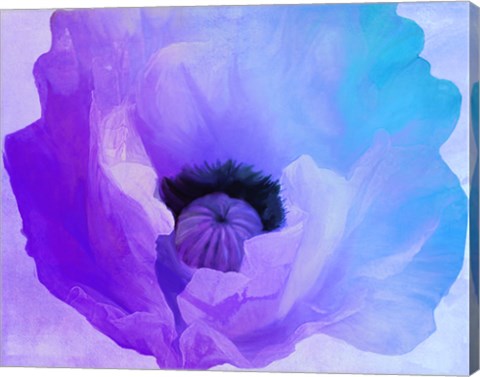 Framed Poppy Gradient IV Print