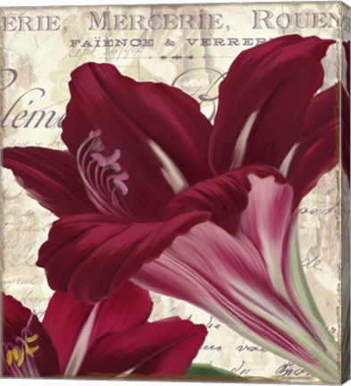 Framed Amaryllis Print