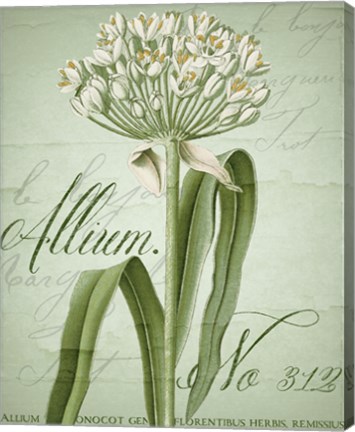 Framed Allium I Print