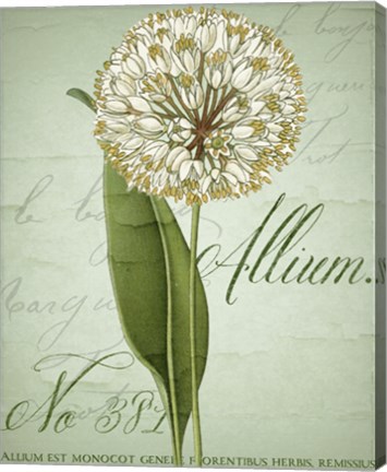 Framed Allium II Print