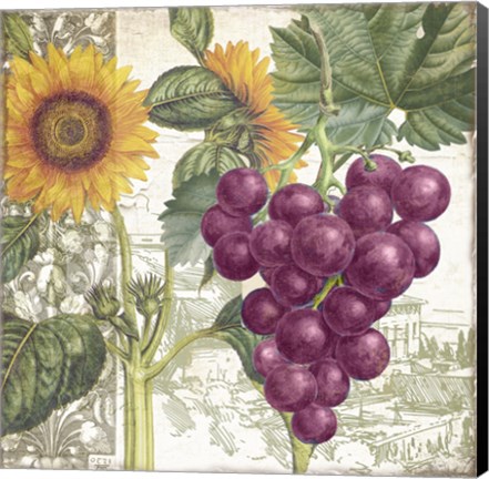 Framed Dolcetto II Print