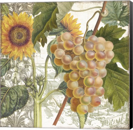 Framed Dolcetto IV Print