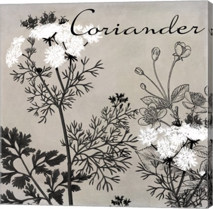 Framed Flowering Herbs IV Print