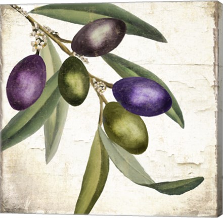 Framed Olive Branch I Print