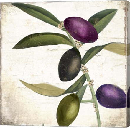 Framed Olive Branch II Print