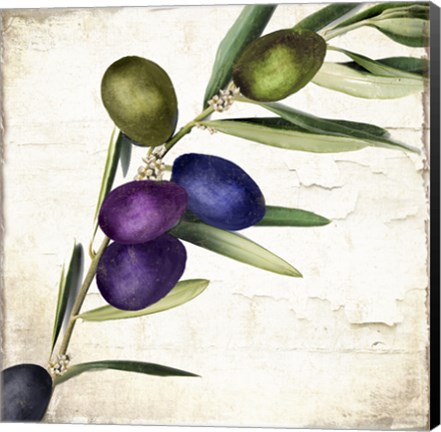 Framed Olive Branch III Print