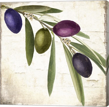 Framed Olive Branch IV Print