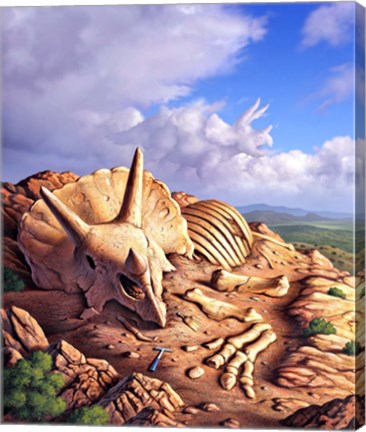 Framed Bones of a Triceratops Print
