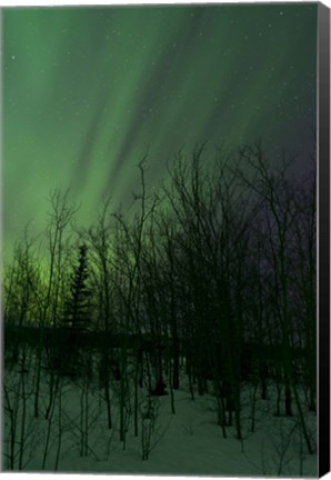 Framed Aurora Borealis over Trees Print