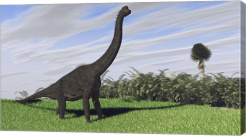 Framed Large Brachiosaurus in a Field Print