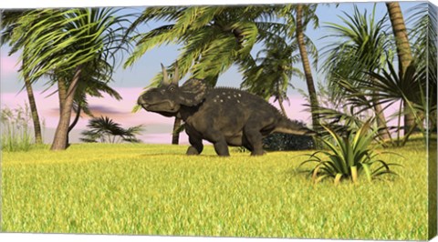 Framed Triceratops Roaming a Tropical Environment Print